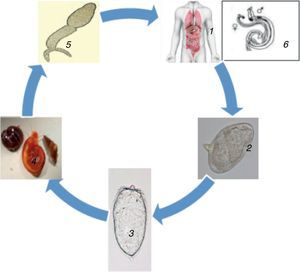 Life cycle of Schistosoma 1. Definitive host, 2. Schistosome eggs released in urine or faeces of definitive host, 3. Free-swimming miracidia from eggs, 4. Intermediate host, 5. Cercaria (penetrates skin, loses its tail and transforms into schistosomulum), 6. Paired adult worm (schistosomulum migrates to the hepatic portal system; adult worms mature in pairs in the veins surrounding the bladder, intestines or liver. They produced eggs, the majority of which are eliminated in urine or faeces of definitive host to the environment. The eggs hatch liberating miracidia to restart the life cycle.71