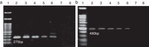 Sensitivity of PCR detection using genomic DNA for E. coli O157:H7 (a) and Shigella dysenteriae (b), Lane 1, 100bp DNA ladder; Lane 2, 10−1 dilution; Lane 3, 10−2 dilution; Lane 4, 10−3 dilution; Lane 5, 10−4 dilution; Lane 6, 10−5 dilution; Lane 7, 10−6 dilution; Lane 8, 10−7 dilution.