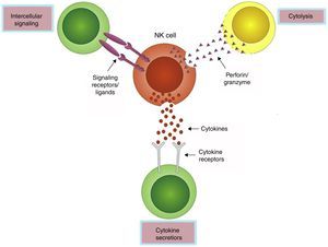 NK cells mediate their functions through at least three mechanisms: releasing perforin/granzyme for cytolysis, delivering intercellular signaling through receptor–ligand crosslinking, and secreting cytokines.