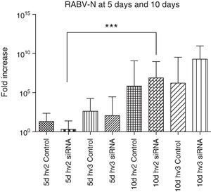 RABV N gene expression in the brain of mice infected with hv2 or hv3, treated or non-treated (control) with siRNA. Kruskal–Wallis test was applied to compare the results between different groups at day 5 and day 10 p.i. There was no difference between the hv2 and hv3 groups at day 5 or at day 10. However, hv2 siRNA-treated groups showed a significant difference (***p<0.001) at 5 vs 10 days.