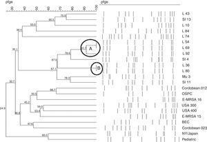 Dendrogram showing the similarities between the 12 hVISA isolates. Two clones were observed: one comprising four isolates (A), two of which displayed 100% similarity (L54 and L69); and clone B, which comprised two isolates that were genetically indistinguishable (L36 and L80). The SI11, SI13, L10, L43, L74 and L84 isolates did not exhibit any similarity with the other isolates.