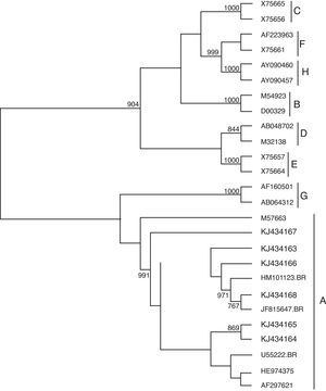 Phylogenetic-tree of a partial region of pre-S/S2 region of HBV genome, with reference samples (GenBank) of all HBV genotypes and six isolates from the long-stay mentally ill patients from Brazil (represented in boldface). Bootstrap values (2000 replicates) are shown at the branch nodes; values lower than 80% are not shown.