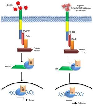 Signalling homology between the Toll-pathway of Drosophila (left) and mammalian TLR pathway (right) in response to extracellular ligand (s).