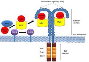 Presentation of ligand (LPS) to TLR4 through the coordinated actions of serum LBP, membrane bound CD14 and MD2.