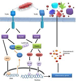Signalling pathways and their crosstalk in response to specific ligand from pathogen.