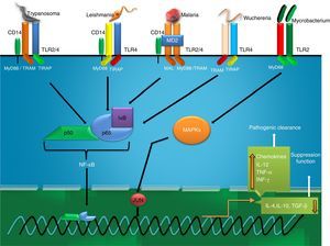 Recognition of ligand and onset of inflammatory response against bacteria, protozoan and nematode parasites.