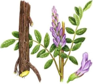 Photograph of Glycyrrhiza glabra herb.