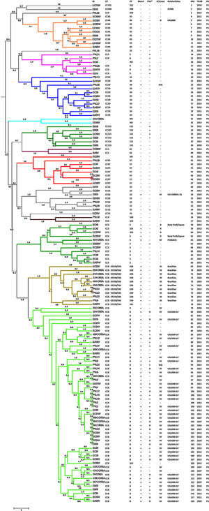 UPGMA dendrogram. The color code reflects MLVA clusters when using the 45% cutoff. ID: strain identification. PVL*: identification of PVL haplotype in selected isolates. MG: MLVA genotype. PS: population set.