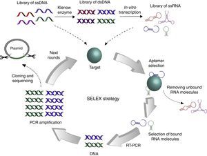Graphical representation of the SELEX strategy. The initial library of ssDNA may be used immediately for interaction with the target, while the generation of ssRNA library requires additional steps for synthesis of complementary strand by Klenow enzyme and in vitro transcription. Different strategies can be used to evaluate the interaction between oligonucleotides and the target, but the objective always remains to select bound molecules and discard unbound molecules. Then, selected aptamers are PCR amplified to start a new round of SELEX. When more than 90% aptamers recognize the target, DNA fragments are cloned into a plasmid to be sequenced.