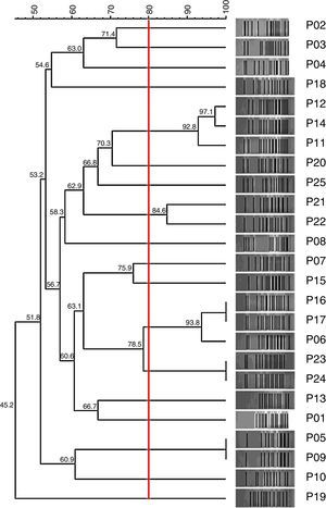 Dendrogram showing the genotypic profile of Carb-R/Ceph-S P. aeruginosa clinical isolates determined by the PFGE technique.