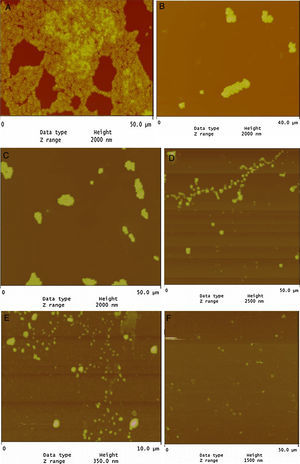AFM images of biofilm formed by S. aureus ATCC 25923 to glass surface: (A) TSB alone; (B) TSB with 4μg/mL of BC+1/2 MIC LPE; (C) TSB with 8μg/mL of CHX+1/2 MIC LPE; (D) TSB with+40% LPE (v/v); (E) TSB with 8μg/mL TET+1/2 MIC LPE; (F) TSB with 16μg BC+1/2 MIC LPE.