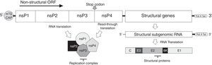 A schematic Mayaro virus genome organization and its replication complex.