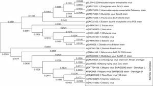 Molecular phylogenetic analysis of some clinically important alphaviruses using Maximum Likelihood method. A representative strain of each species, with a complete genome deposited at NCBI website, was used to construct the phylogenetic tree. A total of 9946 positions were analyzed in the final dataset. The numbers above branches indicate the evolutionary distance (branch length). Evolutionary analyses were conducted using MEGA7 software. The strains of mayaro virus used to assemble this phylogeny were BeAr20290(5) for genotype L and BeH186258 for genotype D.