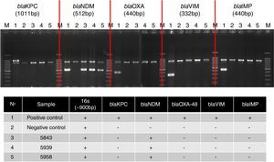 Multiplex PCR assay for simultaneous detection of 16S rRNA (∼900bp), as an amplification control, and carbapenemase genes. BlaKPC: Lane 1, K. pneumonia IOC4955 (positive control); Lane 2, K. pneumonia ATCC 700603 (negative control); Lane 3, 5843; Lane 4, 5939; Lane 5 5958. BlaNDM: Lane 1, E. cloacae CCBH10892 (positive control); Lane 2, K. pneumonia ATCC 700603 (negative control); Lane 3, 5843; Lane 4, 5939; Lane 5 5958. BlaOXA-48: Lane 1, K. pneumoniae CCBH9976 (positive control); Lane 2, K. pneumonia ATCC 700603 (negative control); Lane 3, 5843; Lane 4, 5939; Lane 5 5958. BlaVIM: Lane 1, P. aeruginosa CCBH11808 (positive control); Lane 2, K. pneumonia ATCC 700603 (negative control); Lane 3, 5843; Lane 4, 5939; Lane 5 5958. BlaIMP: Lane 1, K. pneumonia BR01 (positive control); Lane 2, K. pneumonia ATCC 700603 (negative control); Lane 3, 5843; Lane 4, 5939; Lane 5 5958. Lane M, 100-bp DNA ladder (Invitrogen). The electrophoresis was run in a 2% agarose gel, which was stained with ethidium bromide.