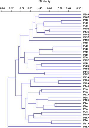 Dendrogram constructed by analysis of the results of the Enterobacterial Repetitive Intergenic Consensus-based PCR generated by the PAST software for 40 clinical isolates of P. aeruginosa.