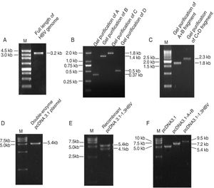 The PCR products of agarose gel electrophoresis analysis. (A) Full-length HBV genome amplified by PCR. Lane M: 250bp DNA Ladder Marker; Lane 1: the full length HBV genome (3215bp). (B) Gel purification of A, B, C and D PCR fragments. Lane M: DL2000 DNA Marker; Lane 1, 2, 3,4: gel purification of A (370bp), B (1393) bp, C (1822bp), and D (495bp) PCR fragment, respectively. (C) Gel purification of A+B and C+D restriction enzyme digestion fragments. Lane M: 500bp DNA Ladder Marker; Lane 1: gel purification of A+B fragment digested by Hind III and EcoR I; Lane 2: gel purification of C+D fragment digested by EcoR I and Not I. (D) Gel purification of double-enzyme digested pcDNA 3.1 plasmid. Lane M: DL15000 DNA Marker; Lane 1: gel purification of double-enzyme pcDNA 3.1 plasmid (5428bp) digested by Hind III and Not I. (E) Restriction double-enzyme digestion identification of recombinant plasmid pcDNA3.1-1.3HBV by Hind III and Not I. Lane M: DL15000 DNA Marker; Lane 1: digestion of recombinant plasmid pcDNA3.1-1.3HBV by Hind III and Not I as pcDNA 3.1 plasmid (5428bp) and A+B+C+D (4080bp). (F) Enzyme digestion identification of recombinant plasmid pcDNA3.1-1.3HBV by Hind III. Lane M: DL15000 DNA Marker; Lane 1: digestion of plasmid pcDNA3.1by Hind III; Lane 2: digestion of recombinant plasmid pcDNA3.1-A+B by Hind III; Lane 3: digestion of recombinant plasmid pCDNA3.1-1.3HBV by Hind III.