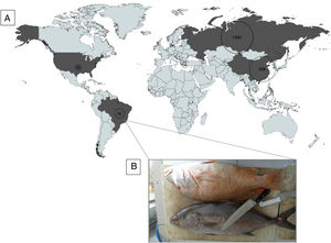 (A) Global incidence of Haff Disease (1942–2019). (B) Fish bought by the patients. They had eaten the gray one below (‘Olho-de-boi’ – Seriola spp) before developing the symptoms of Haff disease.