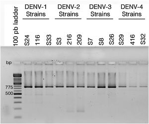 Reverse transcriptase polymerase chain reaction (RT-PCR) with viral RNA from dengue virus clinical isolates for genotyping fragments of DENV-1 S24, DENV-1 116, DENV-S33, DENV-2 S3, DENV-2 216, DENV-2 209, DENV-3 S7, DENV-3 S8, DENV-3 S26, DENV-4 S29, DENV-4 416, DENV-S32. The amplification products of the expected size (775bp) were resolved in 2% agarosa gel stained with ethidium bromide.