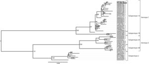 Phylogenetic analysis of Parvovirus B19 (B19V). Only complete genomes were used for tracing the phylogenetic history of B19V. The nucleotide substitution model used was TN+F+R2 for tree reconstruction, which was chosen by BIC (Bayesian Information Criterion) statistic model, utilizing 10,000 ultrafast bootstrap replicates for statistical significance. Only values of above 75% were demonstrated on important tree branches. The phylogenetic tree was constructed using the IQtree software v.16.12, applying the maximum likelihood approach.