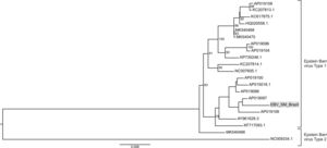 Phylogenetic analysis of Epstein Barr virus (EBV). Only complete genomes were used for phylogenetics analysis. The nucleotide substitution model used was K3Pu+F+R2 for tree reconstruction and was chosen according to BIC (Bayesian Information Criterion) statistic model, utilizing 10,000 ultrafast bootstrap replicates for statistical significance. Only values of above 75% are demonstrated on the important tree branches. The phylogenetic tree was constructed using the IQtree software v.16.12, applying the maximum likelihood approach.