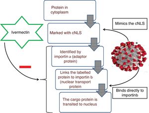 Mechanism of ivermectin induced inhibition of importin α/β mediated coronavirus proteins transport. cNLS : classical Nuclear Localization Signal. *Image courtesy: CDC/Alissa Eckert, MS; Dan Higgins, MAMSA.