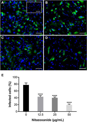Antiviral effect of Nitazoxanide on a primary chorionic cell culture determined by immunofluorescence. The cultures were infected or not (inset A) with ZIKV at a MOI of 20 and subsequently treated or not (A) with (B) 12.5 μg/mL, (C) 25 μg/mL or (D) 50 μg/mL of the drug for 48 h. The fluorescence staining shows the viral antigen (green) and the host cell nucleus (blue). (E) The graph represents the means ± standard deviations of the percentage of infected cells. Statistical significance was determined by one-way ANOVA, followed by Dunnett’s multiple-comparisons test. ****p < 0.0001. The data are representative of 3-5 experiments run in duplicate. Bars 100 µm.