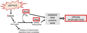 Generation and significance of reactive nitrogen species (RNS).