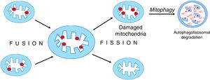 Mitochondrial fusion and disintegration. Damaged elements present in different organelles are gathered as a result of fusion into one mitochondrion. Asymmetric decay leads to the formation of functional organelles and mitochondria in which all damages are accumulated. These dysfunctional mitochondria are removed by autophagy.