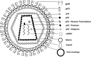 Schematic representation of the morphological components of HTLV-1/2. The nucleocapsid is composed of capsid proteins (p24 – genome protection), viral genomic RNA (ssRNA+ - genetic code), reverse transcriptase (p55 – RNA reverse transcription), protease (p10 - hydrolysis of viral peptides), and integrase (p32 – DNA proviral integration). The viral matrix is composed of the p19 protein and surrounds the nucleocapsid. The viral envelope is externally composed of a lipid bilayer plus the viral glycoproteins gp21 and gp46.
