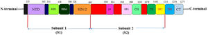 The representative scheme of functional domains in S protein of SARS-CoV-2.