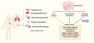 Human coronaviruses (hCoV) infect different types of cells from respiratory and non-respiratory tissues. hCoV can be cleared by the antiviral immune response, although they are also able to persist either in productive or non-productive manner. Persistently infected cells and some cells that cleared the virus (e.g. myeloid cells) show an activation state characterized by a chronic production of cytokines and chemokines, contributing to inflammation. The dashed arrow represents particularly those cells producing cytokines, notwithstanding virus had been eliminated. The different types of hCoV can differentially inhibit type-I, II and III interferon through activity of non-structural proteins, which are key players in evasion of the innate immunity. vRNA, viral RNA.