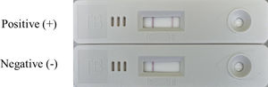 Positive, clear and distinguishable red bands appear in both the control (C) zone and the test zone (T). Negative, only one red band appears in the control (C) zone.