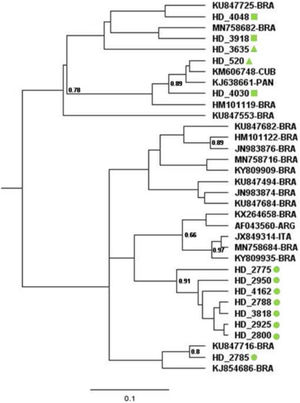 Bayesian Maximum Clade Credibility tree of HBV/A1 sequences. Sequences retrieved from CDK patients collected in the HU located in the city of Rio de Janeiro are represented with a green circle whereas samples from HU units located in Niterói and Queimados are represented with a green triangle and a green square, respectively. 22 highly similar HBV sequences retrieved from BLAST are represented by their GenBank access number followed by country of origin of the sequence in the two-letter country codes defined in ISO 3166-1.