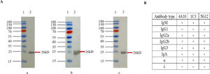 Western blot ananysis and isotype detection of MAbs. (A) Western-blot analysis of MAbs against rSFTSV-N protein. a: MAb 4A10; b: MAb 1C3; c: MAb 5G12. Lane 1: protein marker; lane 2: purified rSFTSV-N protein. (B) The antibody subclasses of three MAbs. The subclasses of the 3 MAbs were determined to be IgG2b and κ chain using a mouse MAb isotyping kit.