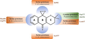 Predicted epoxy-α-lapachone regions interactions with amino acid residues of the active site of trypanosomatid proteases. Epoxy-α-lapachone (2,3-Dihydro-3,3-dimethylspiro[1H-4-oxanthracene-5,2′-oxiran]−10(5H)-one) is formed by an aromatic ring (A), a central six-membered ring (B) and a ring with two methyl groups (C). The chiral center being the C12 atom, which is also part of the three-membered epoxide ring.44 CID: 12,000,280; molecular formula:C16H16O3 and molecular mass: 256.3 g/mol. Epoxy-α-lapachone regions interactions with amino acid residues of cysteine-proteinase (green) of Trypanosoma cruzi48 and serine-proteinase (orange) of Leishmania (Leishmania) amazonensis.50