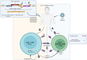 Induction of cell-mediated immunity by a conserved multiepitope HIV-1 therapeutic vaccine: (A) Productively HIV-1 infected CD4+T-cell in an HIV-1 infected paitent displays both variable and conserved epitopes of viral peptides via MHC-I molecules; (B) Designed HIV-1 therapeutic vaccine based on the conserved sites of HIV-1 genome can activate Cytotoxic T Lymphocytes (CTLs) in the HIV-1 infected individuals; (C) Effector-specific CTLs in a vaccinated patient recognizes the conserved viral peptides better than variable ones by T-cell receptors (TCRs); (D) Recognition of the conserved epitopes induces proliferation and perforin/granzyme secretion in poly-functional CTLs.