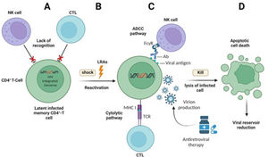 The effects of Latency-Reversing Agents (LRAs) on the HIV-1 reservoir reduction by “shock and kill” strategy: (A) Latently infected CD4+ T-cells containing the integrated HIV-1 genome are not recognized by Cytotoxic T-lymphocytes (CTLs) and natural killer (NK) cells; (B) LRAs can reactivate gene transcription in the HIV-1 latent cells (shock); (C) The transcriptionally active HIV-1 infected cells can be recognized by CTLs and NK cells. Then, immune-mediated killing of the infected cells is carried out by Antibody-Dependent Cellular Cytotoxicity (ADCC) and cytolytic pathways. Newly produced virions are also deleted by ART drugs (kill); (D) Apoptotic cell death of infected cells makes a reduction in the size of HIV-1 latent reservoir.