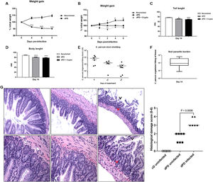 Cryptosporidium colonizes and induces impairment of growth in protein-deficient mice. (A) Percentual of body weight loss (mean ± SEM) of C57BL/6 mice receiving a nourished diet (N = 10) or protein-deficient diet (dPD) (N = 10) before C. parvum infection. (B) Percentual of body weight loss (mean ± SEM) of C57BL/6 mice receiving a nourished diet (n = 10) or protein-deficient diet (dPD) (N = 10) after Cryptosporidium infection. *p < 0.05, **p < 0.01 and ****p < 0.0001. (C) Tail and (D) body length (mean ± SEM) of uninfected (nourished or dPD; N = 9) and infected mice (dPD + Crypto; N = 9) on day 14 of the experimental protocol. *p < 0.05 and ***p < 0.01. (E) Quantification of C. parvum burden in stools of infected mice. (F) Quantification of C. parvum (mean ± SEM) burden in ileum tissues on day 14 of experimental protocol (N = 5 per group). (G) Representative ileal H&E histology from uninfected (nourished or dPD) and infected mice (dPD + Crypto) at day 7 post-infection (p.i.). C. parvum induces ileal epithelial damage (black arrow) and inflammatory cell infiltration (red arrow).