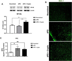 C. parvum infection results in inflammation in the prefrontal cortex of mice. (A) Representative western blots of NF-kB and β-actin levels in prefrontal cortex tissues from C57BL/6 mice uninfected (nourished or dPD; N = 5) and infected (dPD + Crypto; N = 5) on day 14 of the experimental protocol. Bars represent (mean ± SEM) the quantification of western blot bands. #p < 0.03. (B) Photomicrographs of Iba-1 (green) immunostaining in prefrontal cortex tissues from C57BL/6 mice uninfected (nourished or dPD) and infected (dPD + Crypto) on day 14 of the experimental protocol. (C) MPO levels (mean ± SEM) measured by ELISA in prefrontal cortex tissues from uninfected (nourished or dPD; N = 7) and infected (dPD + Crypto; N = 7) C57Bl/6 mice on day 14 of the experimental protocol. *p < 0.05, **p < 0.01 and ***p < 0.001. (For interpretation of the references to color in this figure legend, the reader is referred to the web version of this article.)