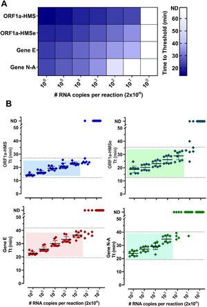 Primer performance for the detection of SARS-CoV-2 by RT-LAMP: Increasing concentrations of SARS-CoV-2 titered samples were subjected to RT-LAMP using primer sets ORF1a-HMS, ORF1a-HMSe, Gene E and Gene N-A. (A) Heat-map representation of time to threshold values and (B) Time to threshold values of eight replicates for each oligonucleotide set performed in three independent experiments. Water was used as negative control (data not shown), and in reactions where no amplification was recorded, the “Time to Threshold” is reported as Not Detected (ND), Colored areas highlight the time to the threshold and #RNA copies with 100% positive detection.