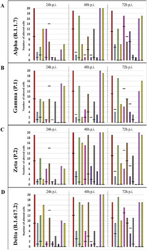 Graphical representation of the quantitative cytopathology studies of Vero-E6 cells infected with SARS-CoV-2 variants. Hours post infection (hpi), values referring to noninfected cells (-),  Mitochondrial alteration,  Nuclear alteration, Thickening of the rough endoplasmic reticulum,  Proliferation of double membrane vesicles,  Electron-dense ribosomes,  Myelin figures,  Lipid droplet accumulation, Filopodia/microvilli on the cell membrane,  Syncytia,  Virus inside the cytosol,  Virus on the cell membrane.