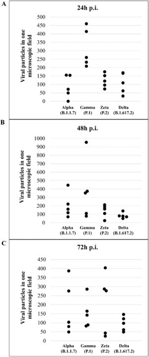 Quantitative analysis of particles of the variants of SARS-CoV-2 in Vero-E6 cells at different times of infection (A: 24 hpi, B: 48 hpi, C: 72 hpi). Hours post infection (hpi).