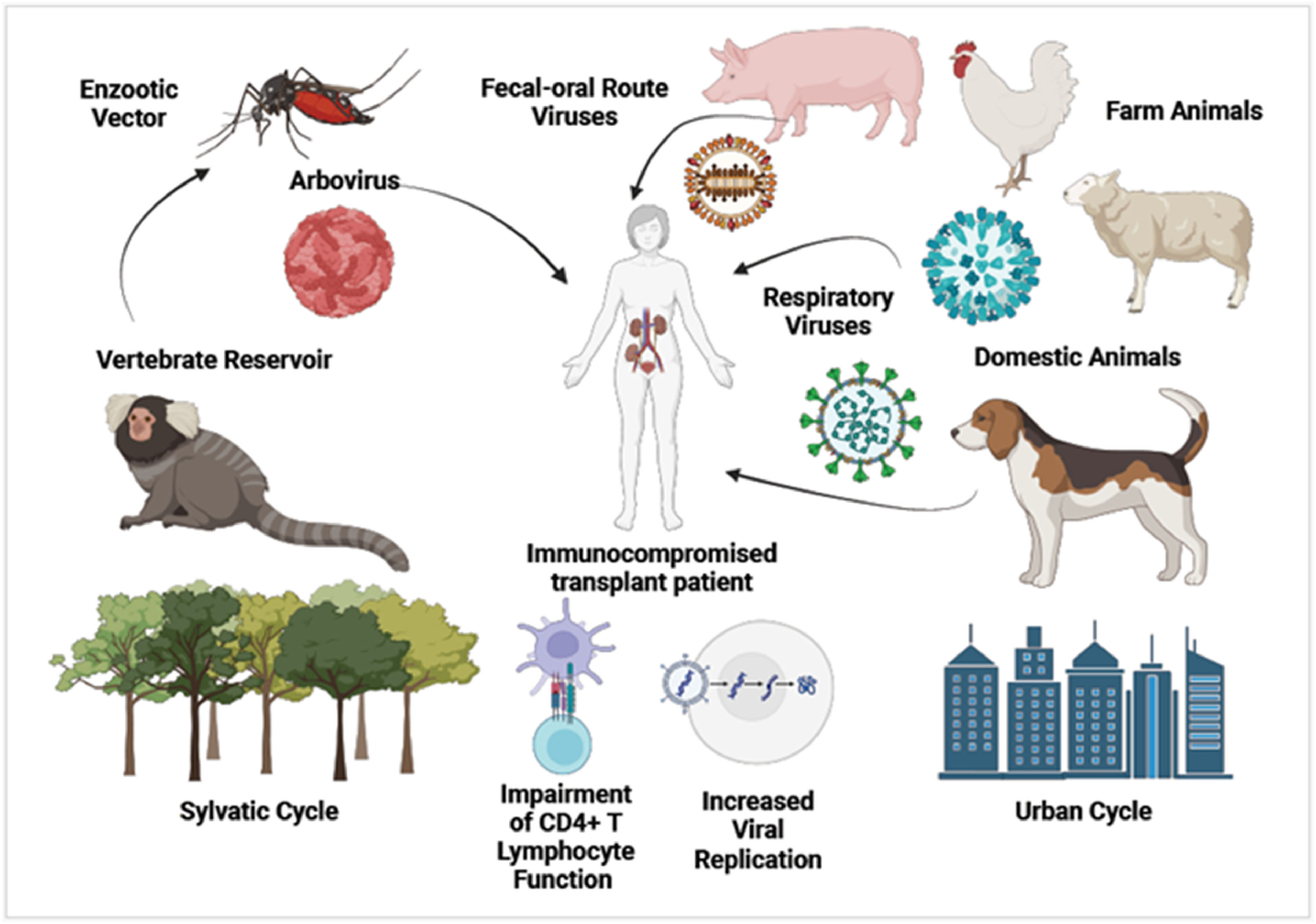 Susceptibility of solid organ transplant recipients to viral pathogens ...