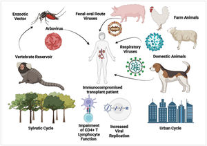 The mechanism diversity of zoonotic viral transmission to immunocompromised transplant recipients, showing the occurrence of intermediate vectors, product consumption of animal origin, and sharing domestic and working environments.