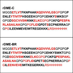 The protein sequence of multiepitope proteins rDME-C and rDME-BR. Epitopes are in bold. Antigenic residues predicted by IEDB (ref) are in red. Epitope order [Ep1] linker [Ep17] linker [Ep9] linker [Ep10] linker [Ep11] linker [Ep13] linker [Ep15]-[6xHisTAG].
