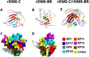 3D structure of rDME-C (A and C) and rDME-BR (B and D). The 3D structure was predicted by AlphaFold1 (ref.) and cartoon (A and B) and surface (C and D) models viewed by PyMol. Epitopes are differentiated by color as shown in the figure. In E, the Alphafold1 cartoon models of rDME-C and rDME-BR proteins were superimposed.