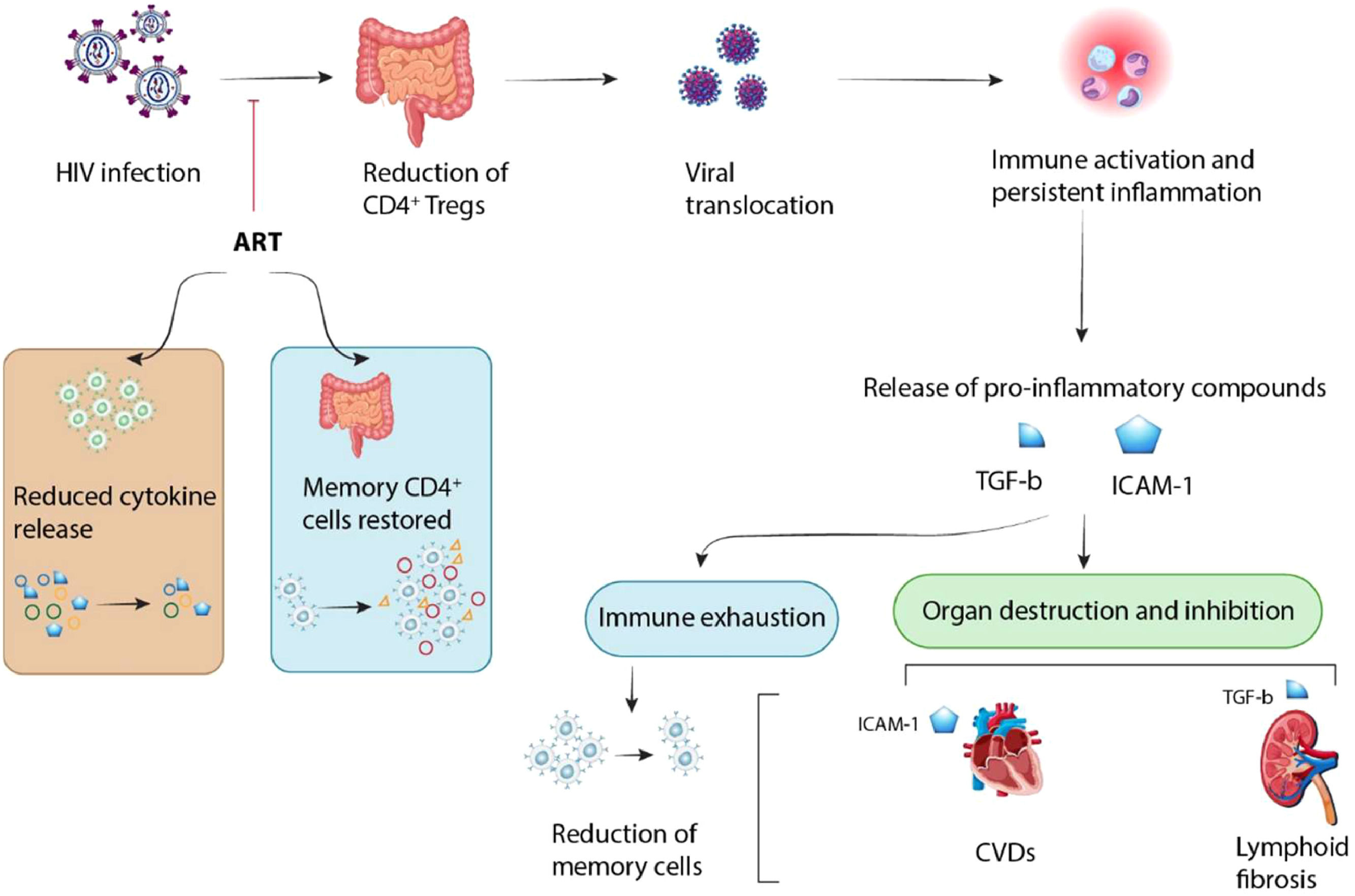 The role of T regulatory cells in the immunopathogenesis of HIV ...