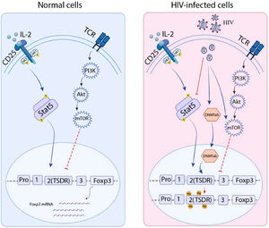 FOXP3 regulation signaling pathways in normal cells compared to HIV-infected cells: Left box: Normal cells: Ligands such as cytokines bind to transmembrane receptors like CD25 and T-Cell Receptor (TCR), then induce Jak/Stat and PI3K/mTOR, which upregulate and downregulate FOXP3 expression, respectively; Right box: HIV-infected cells: Viral RNA inhibits CD25 secondary messenger (Stat5), and induces the PI3K/mTOR pathway and also DNA Methyl Transferase 3b (DNMT3b) that cause methylated DNA and thus suppress FOXP3 expression.