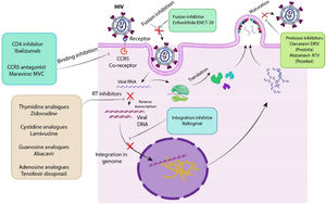 Various antiviral mechanisms of ART: ARTs can affect different steps of HIV life cycle such as binding, fusion, transcription, integration and maturation: For example, Ibalizumab and Maraviroc (MVC) interrupt receptor-binding process; Darunavir DRV (Prezista) and Atazanavir ATV (Reyataz) inhibit the maturation process; Enfuvirtide (ENF) and T-20 inhibits fusion of HIV to bilayer membrane; Raltegravir inhibits the viral DNA integration into the genome; Zidovudine, Lamivudine, Abacavir and Tenofovir disoproxil inhibit reverse transcription.