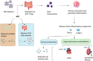 HIV infection results in a reduction of CD4+ T-cells, which opens the door for viral products to get into the bloodstream. This process causes constant inflammation and chronic immune responses which can be worsened by co-infections, and releases pro-inflammatory molecules like Tumor Growth Factor-β (TGF-β) and Intercellular Adhesion Molecule-1 (ICAM-1). Consequently, long-term activation and constant inflammation lead to the reduction of memory cell population via immune fatigue, and also the direct destruction of tissues and initiation of diseases (e.g., Cardiovascular Diseases [CVD] and lymphoid fibrosis). However, the tissue